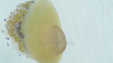 Denizanası denizin içinde. Cotylorhiza tuberculata.