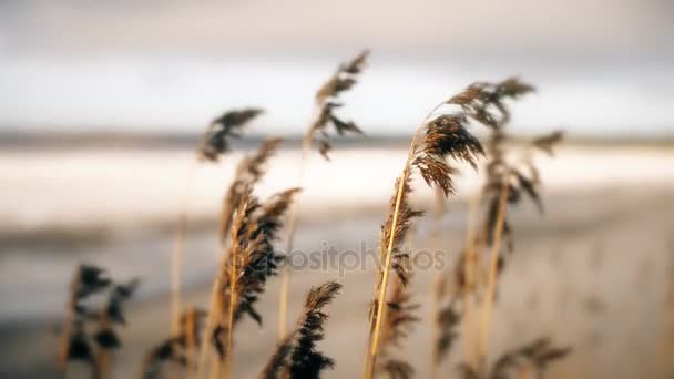 Bulrush secco vicino al mare ghiacciato all'inizio della primavera . — Video Stock