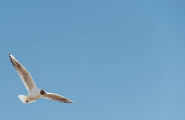 Karabaş martı gökyüzünde. Metin için yer.