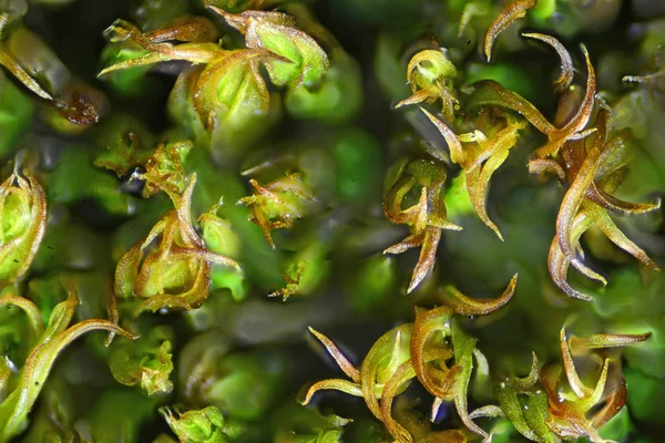Forest moss onder Microscoop. Microscopische wereld. — Stockfoto