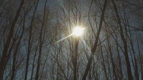 Голые дерево и солнце через стволы . — стоковое видео
