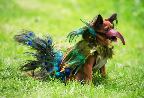 Cane vestito da pavone su strada carnevale . — Foto Stock