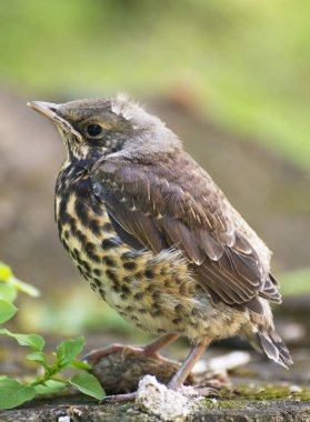Genç kız bir oturum.