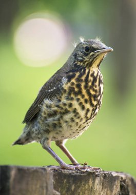 Genç kız bir oturum.
