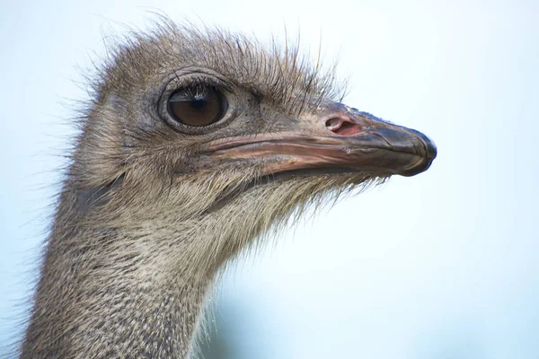 Portret van struisvogel vogel hoofd. — Stockfoto