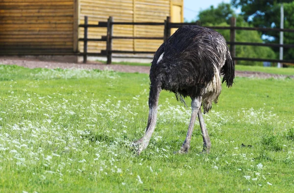 Struisvogel in de paddock op de boerderij. — Stockfoto