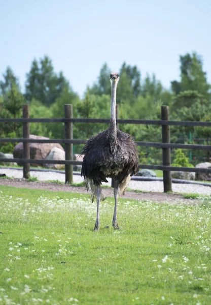 Struisvogel in de paddock op de boerderij. — Stockfoto