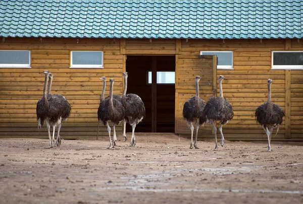 Struisvogels in de paddock op de boerderij. — Stockfoto