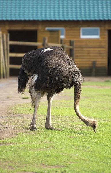 Struisvogel in de paddock op de boerderij. — Stockfoto