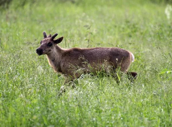 Jonge rendieren wandelen in het woud. — Stockfoto