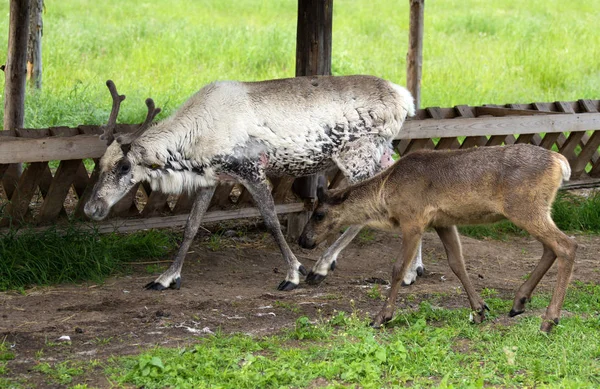 Witte rendieren lopen in de buurt van de voeding-rack. — Stockfoto