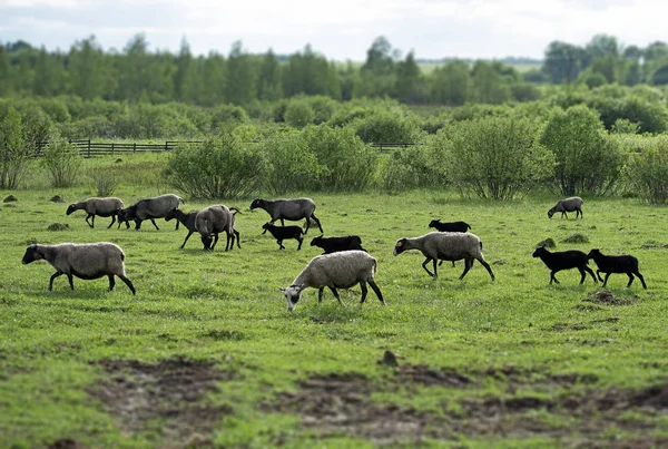 En hel del fåren betar på betesmark. — Stockfoto