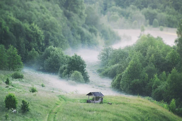 Der Nebel breitet sich über dem Boden im Wald aus. — Stockfoto