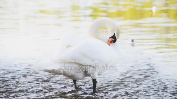 Schwan putzt Federn am See. — Stockvideo