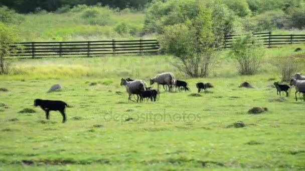 Sporo owce pasące się na pastwiskach. — Wideo stockowe