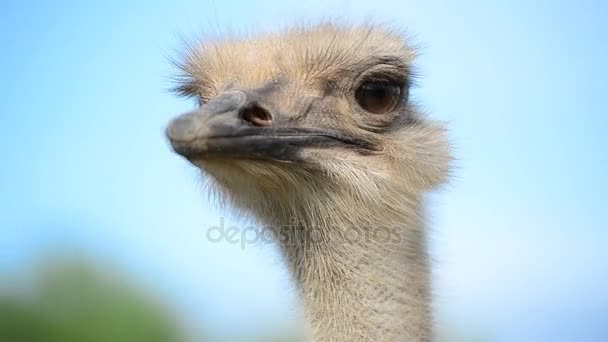 Retrato de cabeza de ave de avestruz . — Vídeo de stock