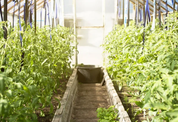 Jonge tomatenplanten in kas. — Stockfoto