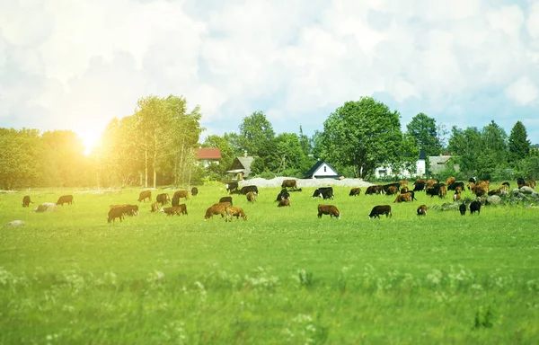 Muitas vacas pastando no prado . — Fotografia de Stock