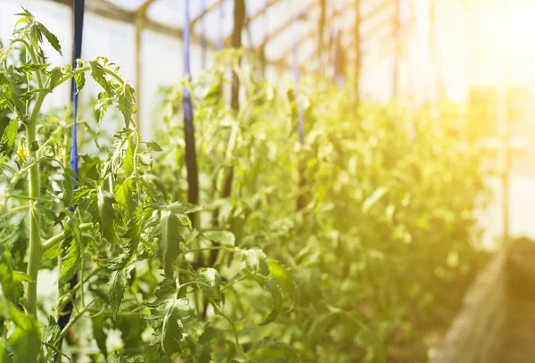 Jonge tomatenplanten in kas. — Stockfoto