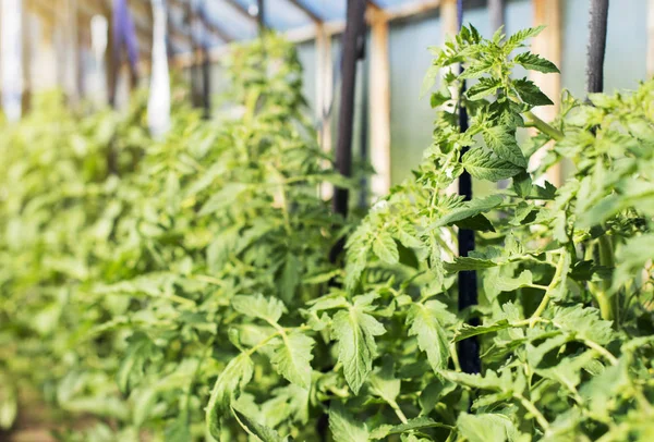 Jonge tomatenplanten in kas. — Stockfoto