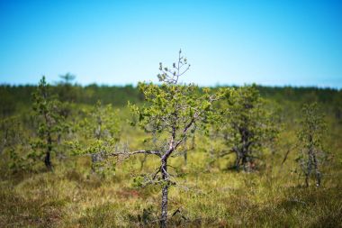 Bataklık ağaçta. Viru Raba, Lahemaa Parkı, Estonya.