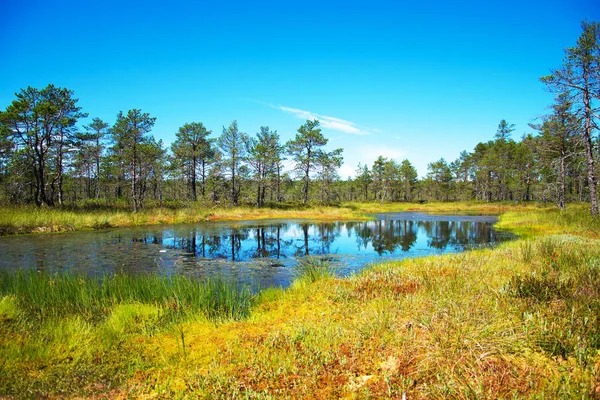 Viru Raba swamp jezioro w Estonii. — Zdjęcie stockowe