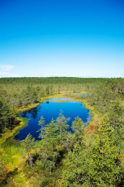 Болотное озеро Вирураба в Эстонии . — стоковое фото