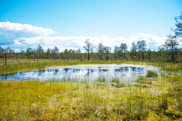 Viru Raba swamp jezioro w Estonii. — Zdjęcie stockowe