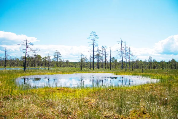 Viru Raba swamp jezioro w Estonii. — Zdjęcie stockowe