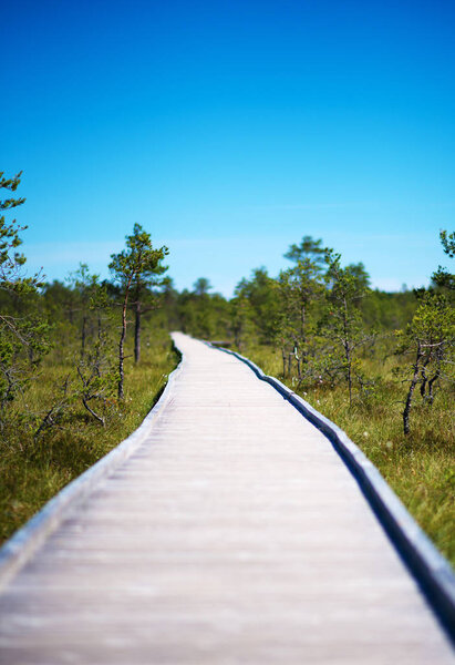 Wooden walkway on the swamp. Viru Raba, Lahemaa park, Estonia.