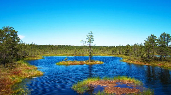 Viru Raba swamp jezioro w Estonii. — Zdjęcie stockowe