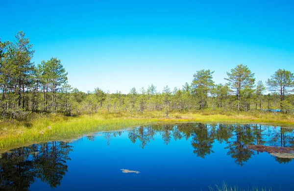 Болотное озеро Вирураба в Эстонии . — стоковое фото