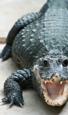 Timsah yakın çekim görünümünde Ulusal Hayvanat Bahçesi.