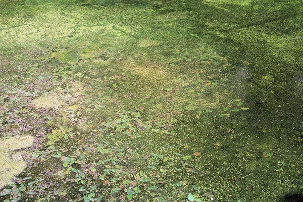 Vista da vicino della palude verde lussureggiante . — Foto Stock