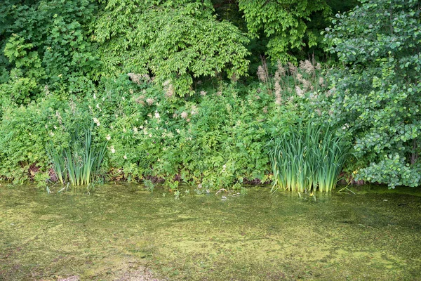 Close-up beeld van weelderige groene moeras. — Stockfoto