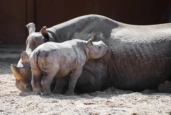 Újszülött orrszarvú és az anyja az állatkertben. — Stock Fotó