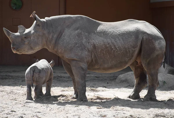 Новорожденный носорог и его мать в зоопарке . — стоковое фото