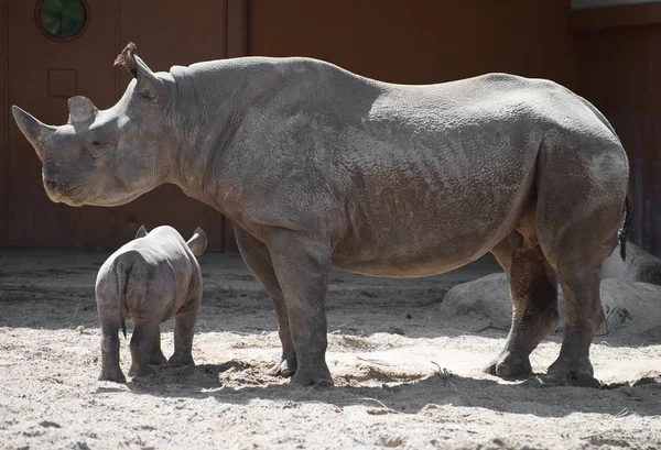 Nosorożec noworodek noworodka i jego matka w zoo. — Zdjęcie stockowe