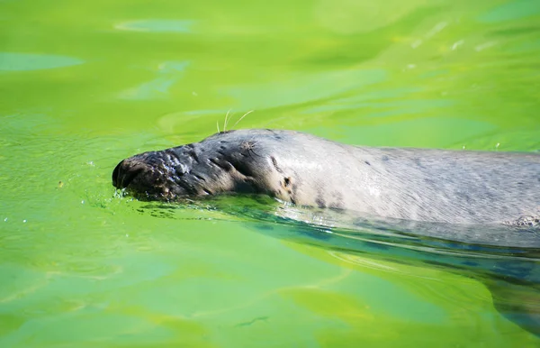 Pelliccia Seal nuotare nel parco nazionale . — Foto Stock