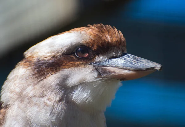 Close-up portrait of laughing kookaburra.