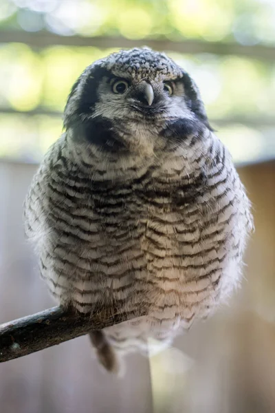 Funny owl at the zoo. — Stock Photo, Image