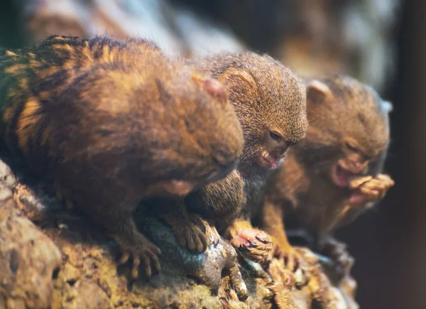 Famiglia pigmeo marmoset seduta sull'albero . — Foto Stock