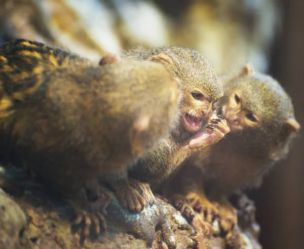 Pygmy marmoset family sitting on the tree. — Stock Photo, Image