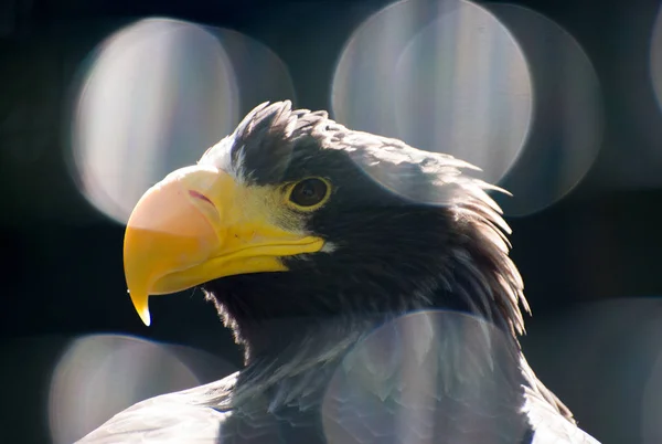 Vista de retrato del águila marina de Steller . —  Fotos de Stock