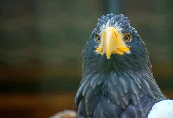 Vista de retrato del águila marina de Steller . —  Fotos de Stock