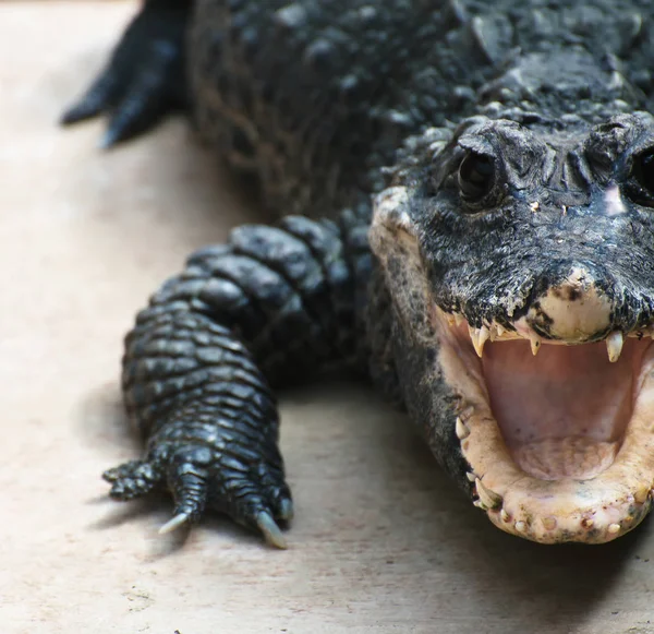 Timsah yakın çekim görünümünde Ulusal Hayvanat Bahçesi.
