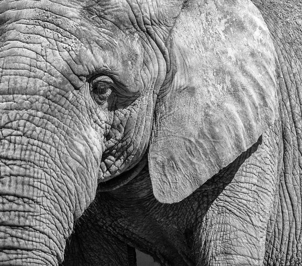 Черно-белый портрет слона . — стоковое фото