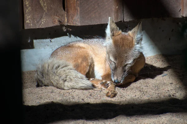 Rotfuchs in einem Käfig gefangen. — Stockfoto