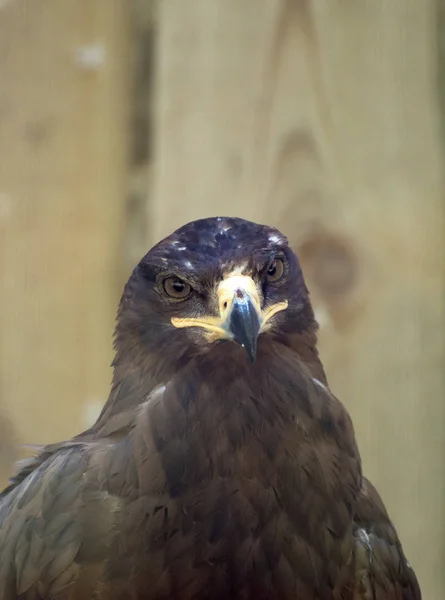 Vista de retrato del águila esteparia . — Foto de Stock