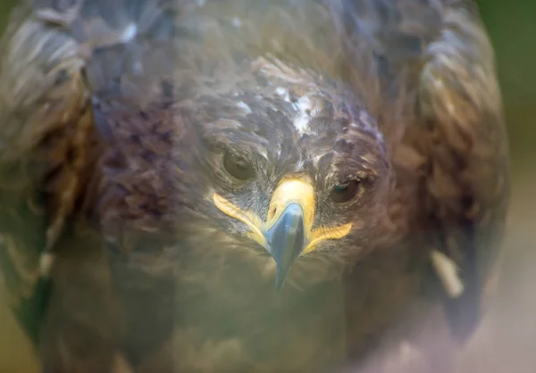 Vista de retrato del águila esteparia . —  Fotos de Stock